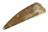 Fossil Plesiosaur (Zarafasaura) Tooth - Morocco #297932-1